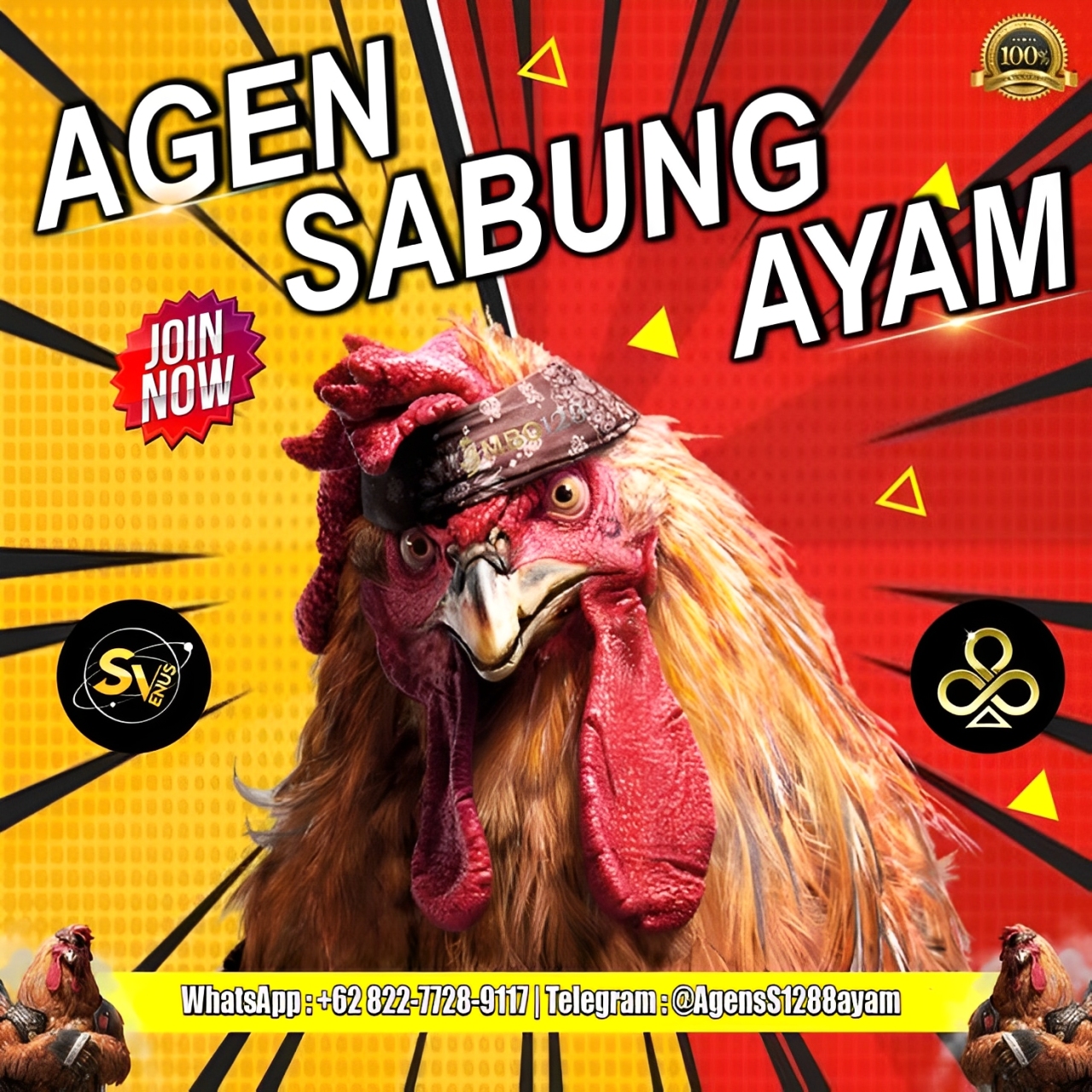 MBO128: ARENA SABUNG AYAM TERPERCAYA TAHUN INI 2025